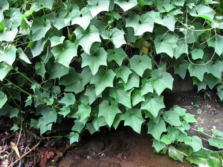 листья чайота мексиканского огурца