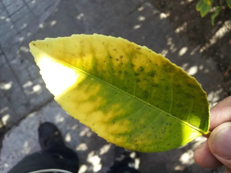 жёлтый лист у лимона