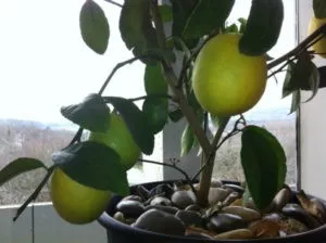 вырастить лимон из косточки в домашних условиях