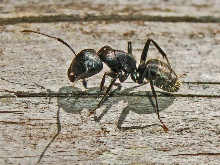 муравей-древоточец