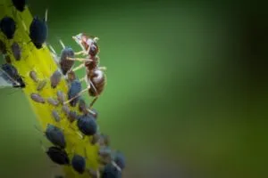 муравей и тля | muravej i tlya 300x200