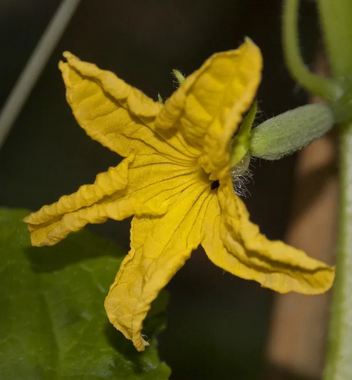 цветок огурца