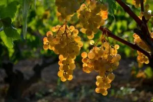 как правильно укрыть виноград на зиму
