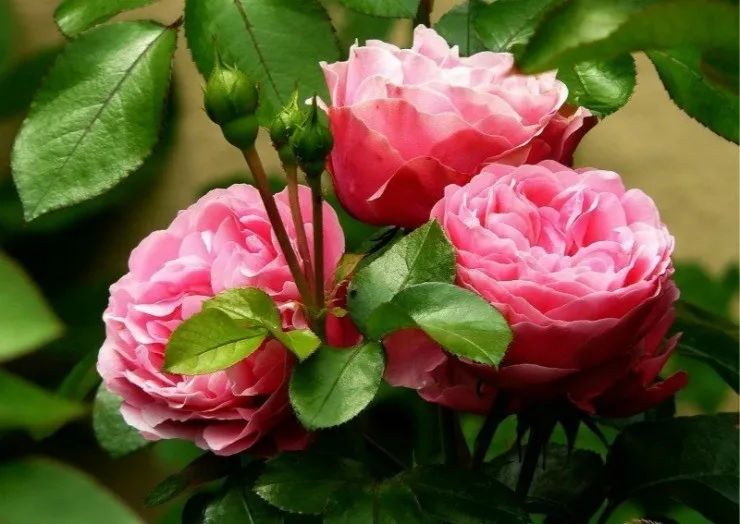 розовые розы в саду