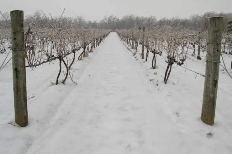виноград зимой без укрытия