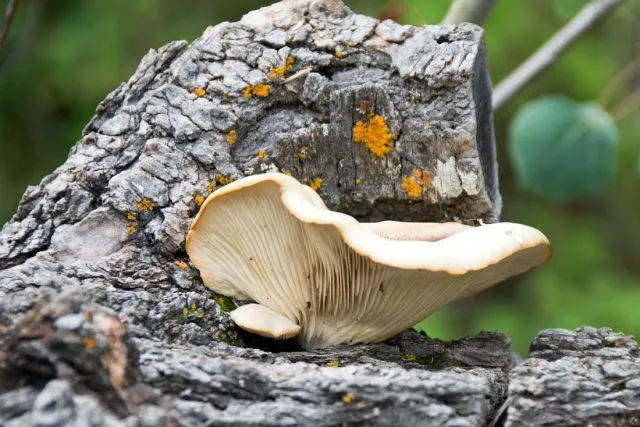 гриб вешенка растёт на дереве