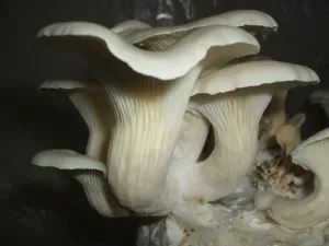 грибы вешенки