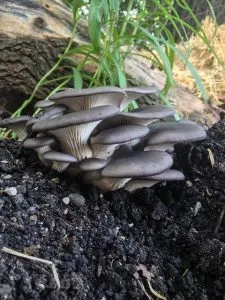 грибы вешенки в природе