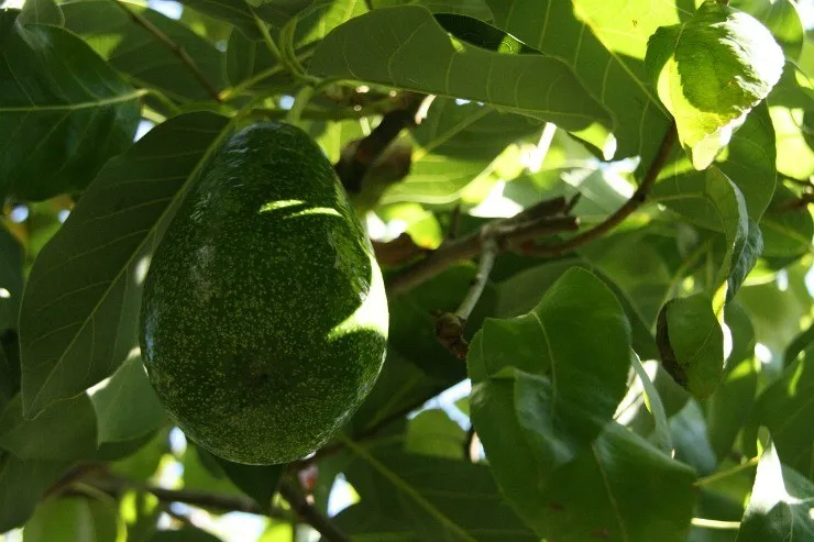 плод авокадо на дереве