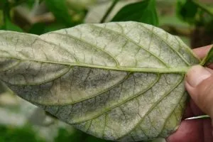 лист поражённый мучнистой росой