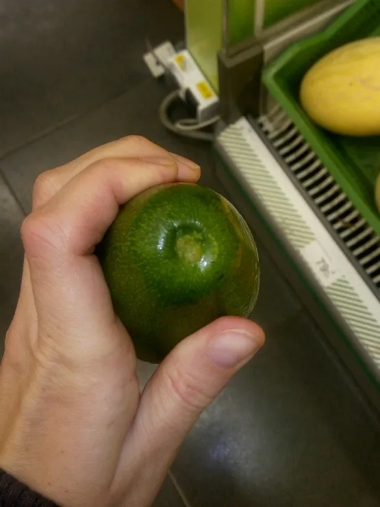 плод авокадо в руке