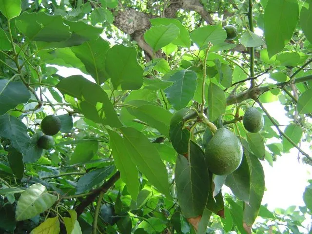 авокадо растёт на дереве