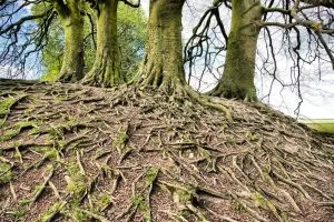 корни деревьев