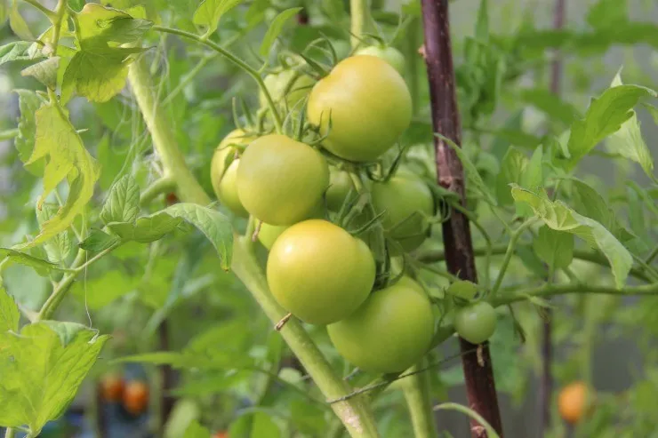 плоды томатов на ветке