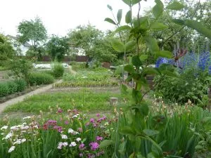 сад и огород в июне