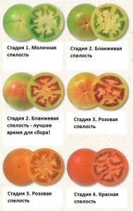 степени зрелости плодов томатов