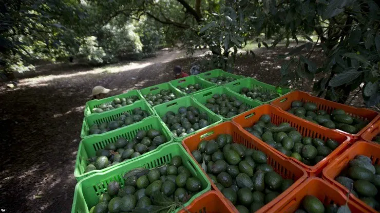 урожай авокадо в ящиках