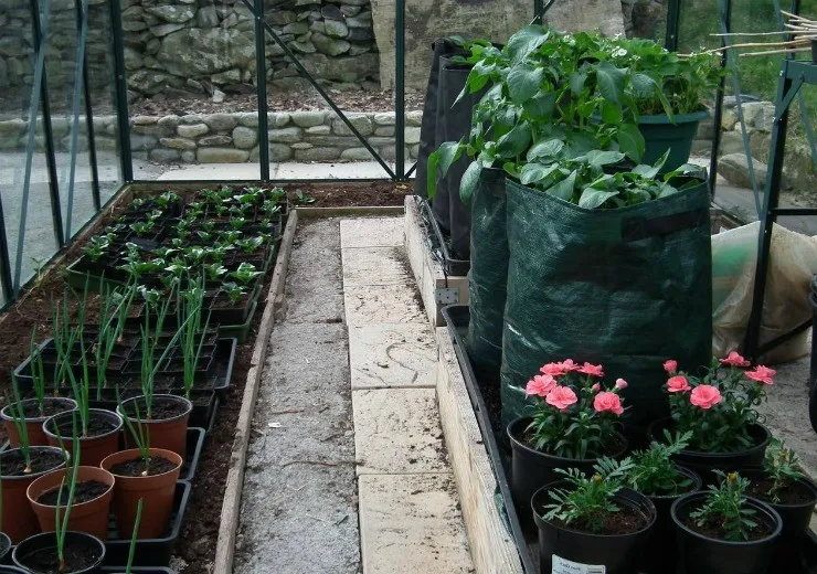 выращивание растений в контейнерах в теплице