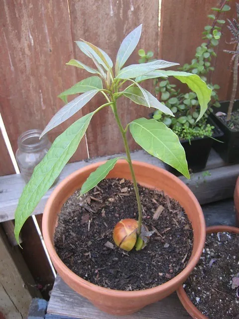 авокадо из косточки в горшке