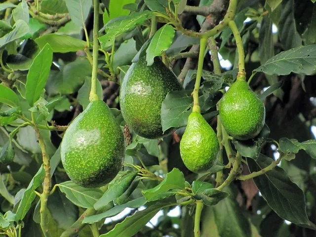 плоды авокадо на дереве