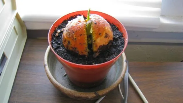 авокадо прорастает в горшке