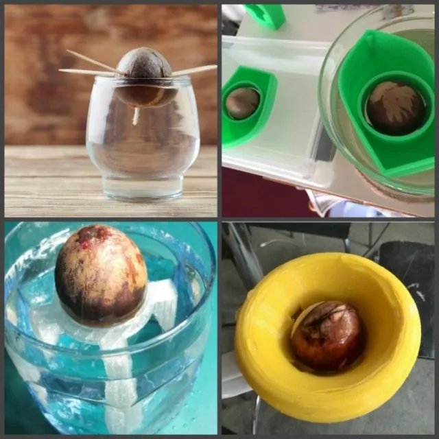 способы проращивания авокадо в воде