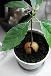 авокадо выращивание и ход в домашних условиях