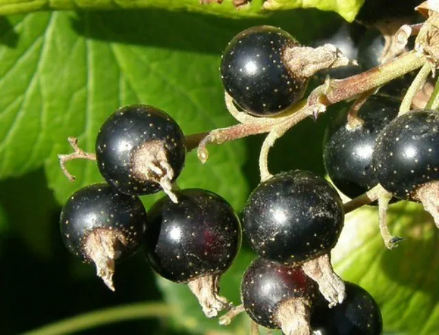 ягоды чёрной смородины на кусте