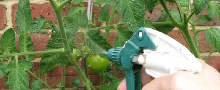 опрыскивание рассады томатов от паутинного клеща