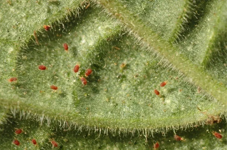 паутинный клещ на листе томата