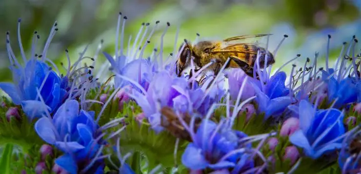 пчела на цветах люпина