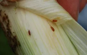 личинки луковой мухи в луке-порее