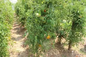 растения томатов