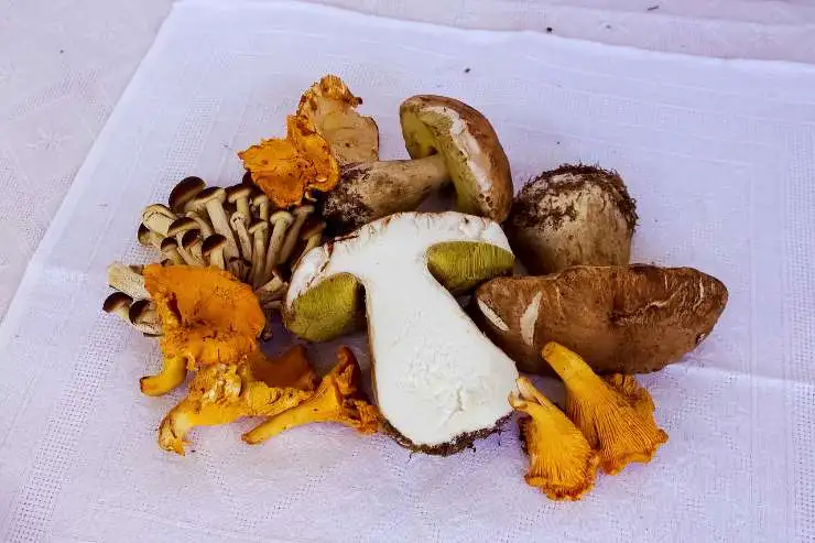 лисички и белые грибы