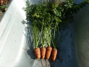 морковь на пучок