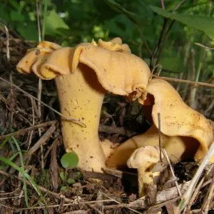старые грибы лисички | starye griby lisichki 300x300