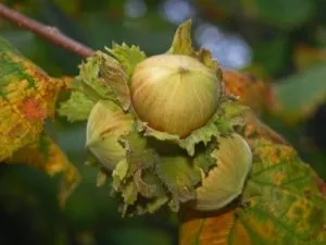 зрелые плоды лесного ореха