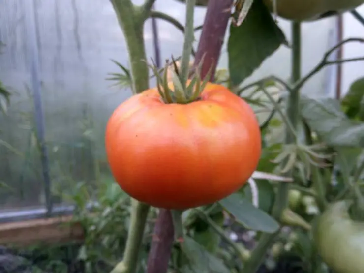 сорт томатов брендивайн красный