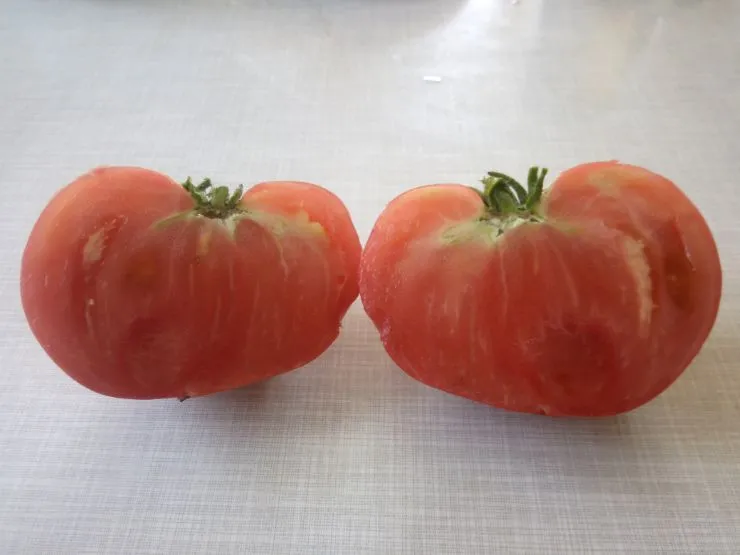 Сорт томатов Брендивайн розовый