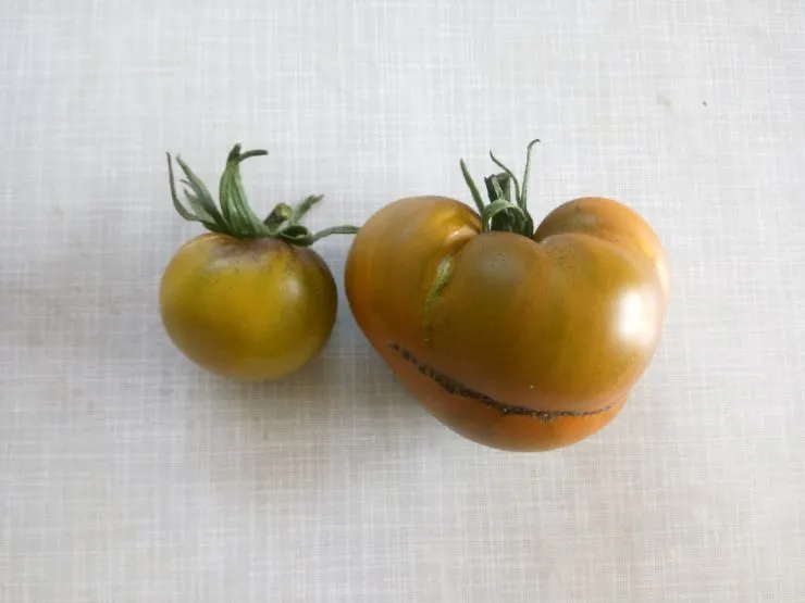 Сорт томатов Чероки зелёный