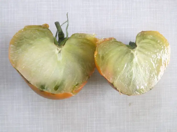 сорт томатов Чероки зелёный