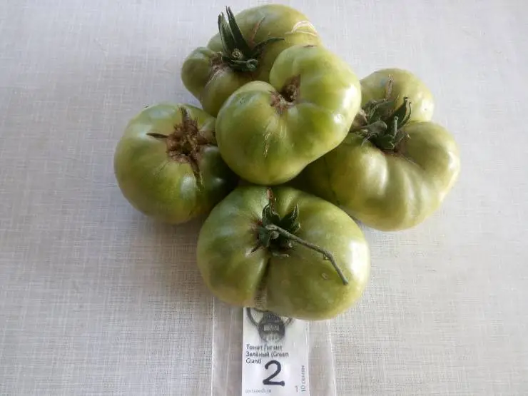 сорт томатов Гигант Зелёный