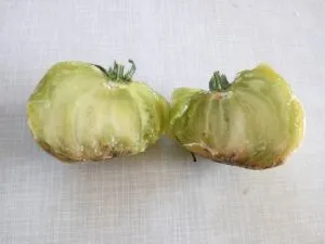 сорт томатов Гигант Зелёный