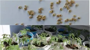 Как прорастить семена помидор: способы и правила | prorashhivanie semyan tomatov 300x168