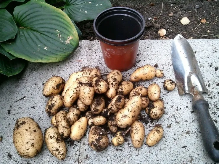 посадка картофеля на рассаду