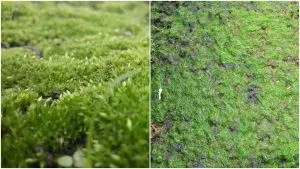 мох и водоросли на почве