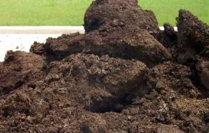 грибной компост | gribnoj kompost 300x191