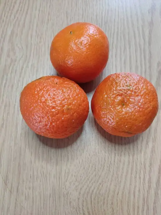 плоды мандаринов