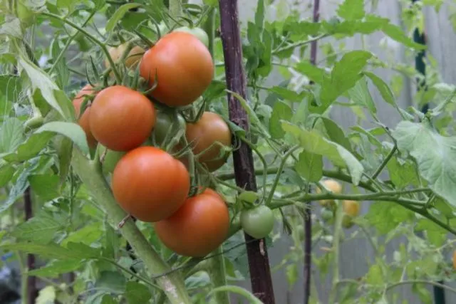 плоды томаты зреют в теплице