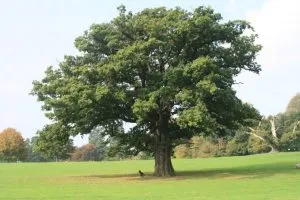 дерево дуб